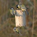 Vogelbescherming Nederland Pindacake met Insecten